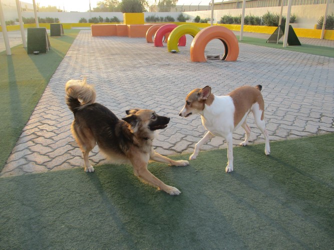 Outdoor Dog Daycare Dubai