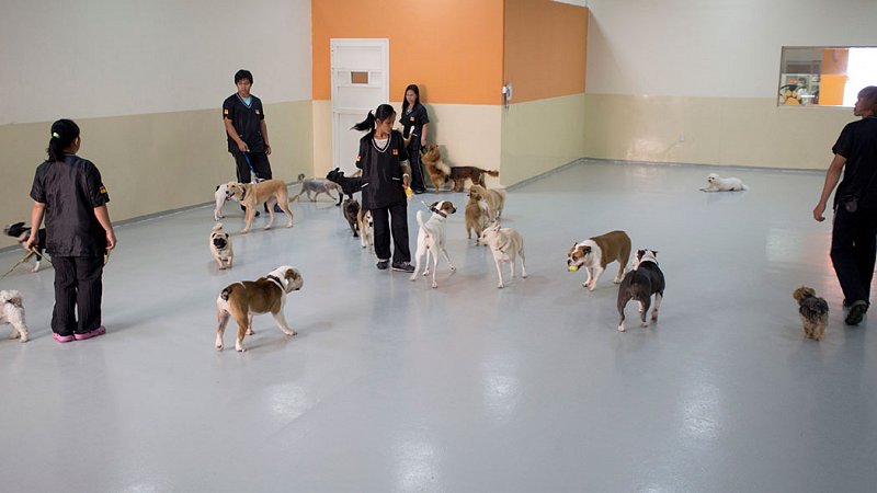 Dog Daycare Dubai