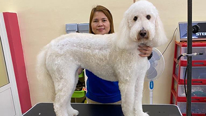 Dog Hair Cut Services Dubai