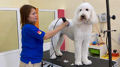 Dog Hair Cut Services Dubai