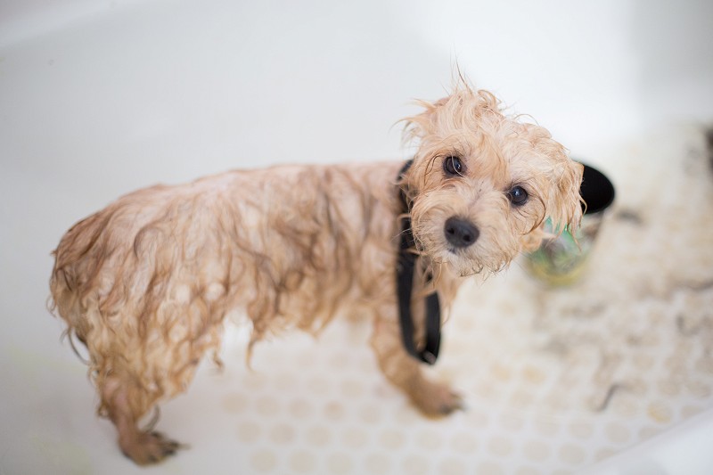 Dog Grooming Services Dubai