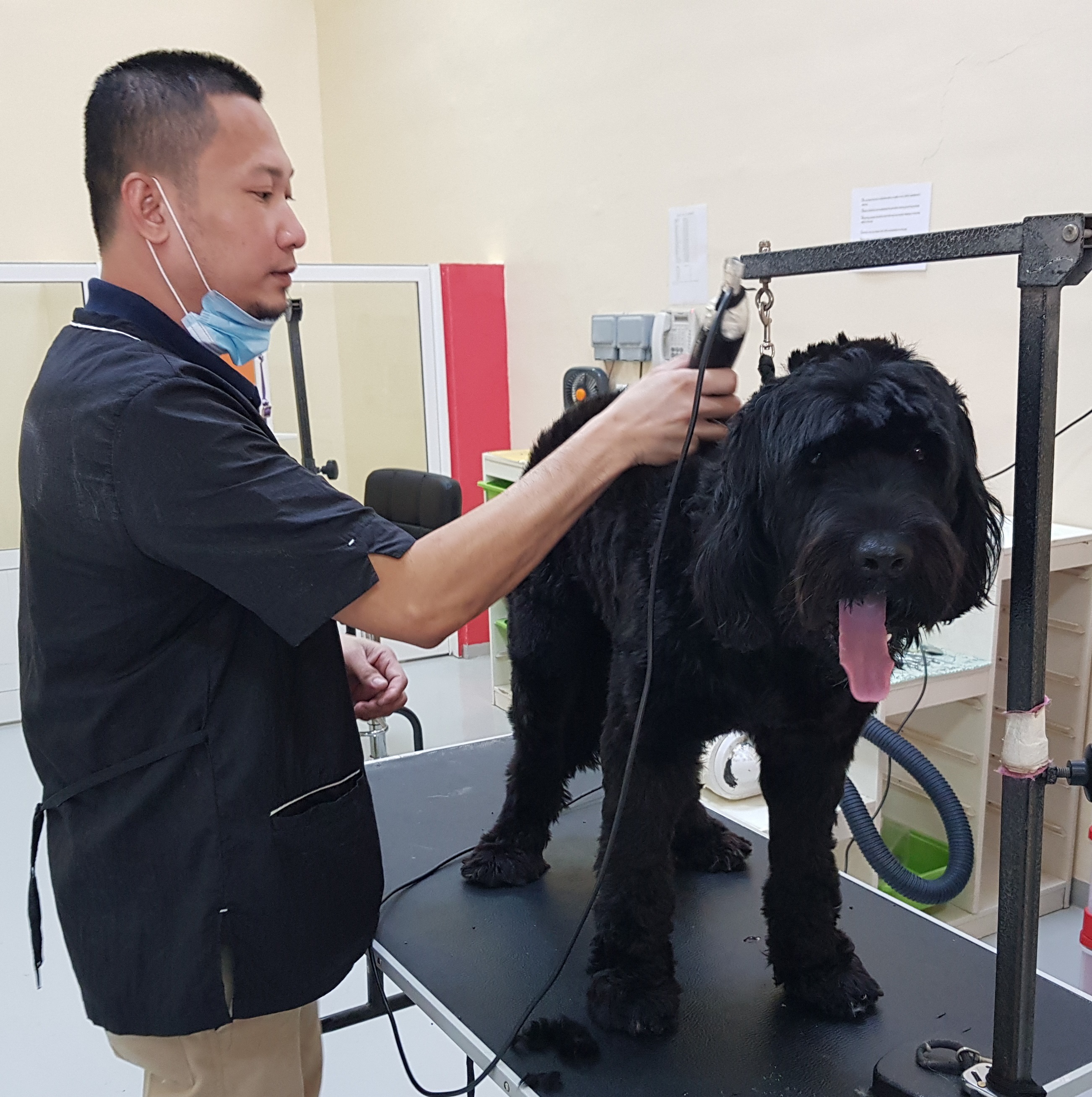 Dog Grooming Services Dubai