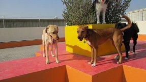 Dog in Dubai Daycare
