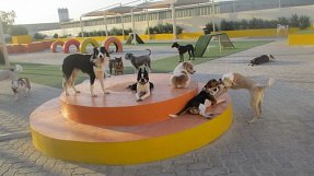 Dubai Dog Day Care Services
