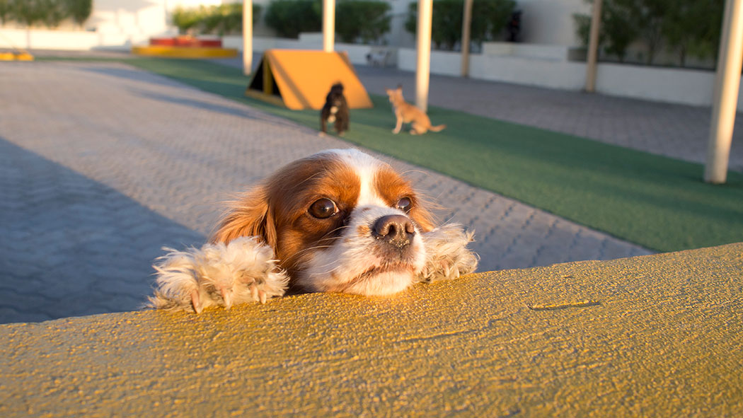 Dogs having fun at Woof Pet Services