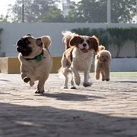 Dogs having fun in Dubai Daycare
