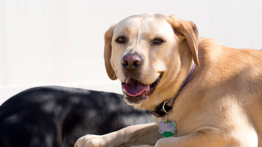 Dog fun at Woof pet services