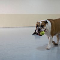 Indoor Dog Boarding