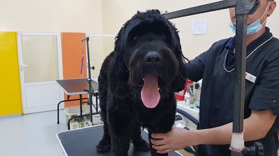 Dog Grooming Services Dubai