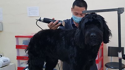 Dog Grooming Services Dubai