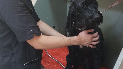 Dog Shampoo and Wash services Dubai